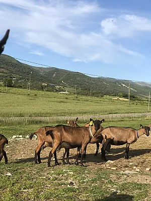 Accueil à la ferme contre services