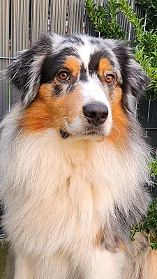 Je propose hébergement contre service de garde de chien ou de ménage