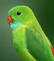 El alami Z.